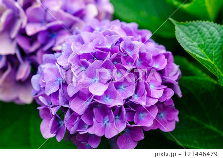 A Stunning Close-Up Photograph of a Vibrant Purple Hydrangea Flower in Full Bloom with Soft Focus 121446479