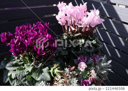 冬の花シクラメンの寄せ鉢 冬の花シクラメンの寄せ鉢 121446506
