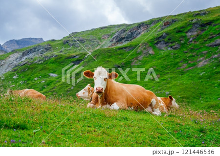 A Tranquil Scene of Cows Grazing on a Lush Green Pasture in the Beautiful Swiss Alps Mountains 121446536