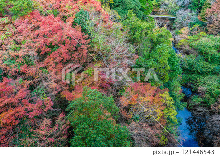 河内貯水池の紅葉【福岡県北九州市】 河内貯水池の紅葉【福岡県北九州市】 121446543