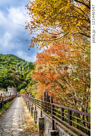 河内貯水池の紅葉【福岡県北九州市】 121446547