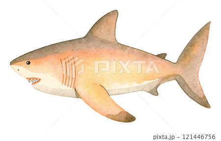 サメの水彩イラスト 121446756