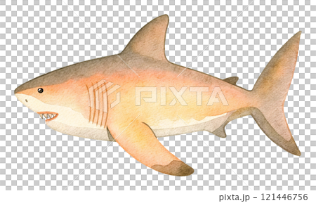 サメの水彩イラスト 121446756