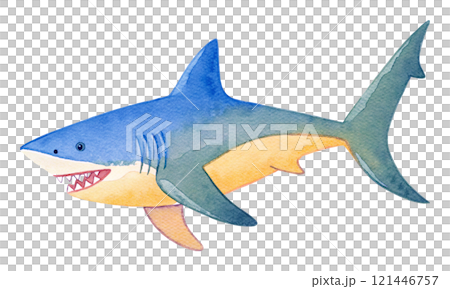鯊魚水彩插圖 121446757