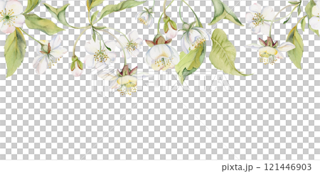 Cherry sakura apple white flower and bud with green leaves on stems, hand drawn in watercolor, wildflower botanical illustration. Seamless isolated banner, for scrapbooking, wedding card, florist shop 121446903