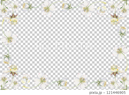 Cherry sakura white flower and bud on stems, hand drawn in watercolor, apple blossom early spring wildflower botanical illustration. Isolated horizontal frame, for wedding, florist shop, scrapbooking 121446905