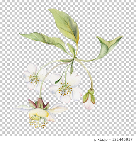Cherry sakura white flower and bud on stems, green leaves, hand drawn in watercolor, wildflower botanical illustration. Isolated buttonhole composition. Scrapbooking, florist shop, decoupage, wedding Cherry sakura white flower and bud on stems, green leaves, hand drawn in watercolor, wildflower botanical illustration. Isolated buttonhole composition. Scrapbooking, florist shop, decoupage, wedding 121446917