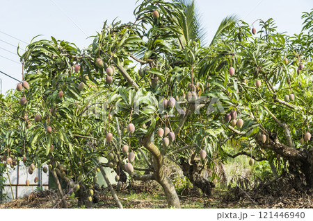 Close-up of the mango fruits on the mango tree in Tainan, Taiwan.  121446940