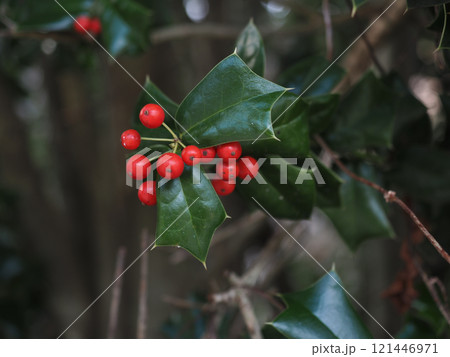 セイヨウヒイラギの赤い実と葉のクローズアップ セイヨウヒイラギの赤い実と葉のクローズアップ 121446971