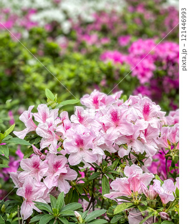 Pink flowers, green plant in Hong Kong outdoor purblic park 121446993
