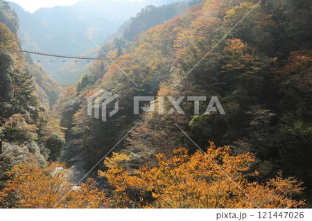 祖谷のかずら橋 ／ 日本三奇橋【徳島県三好市西祖谷山村善徳】 121447026