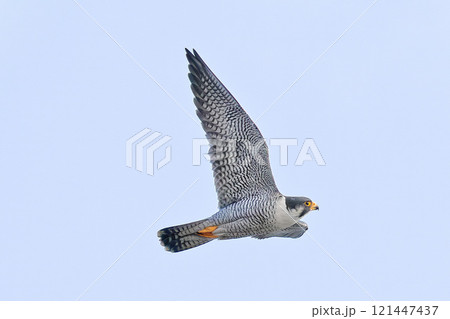 翼を広げて滑空するハヤブサ 121447437