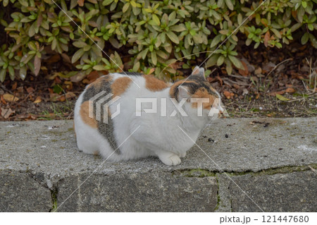 何かを見つめる三毛猫 121447680