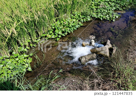 田圃に水を送る吐水口 田圃に水を送る吐水口 121447835