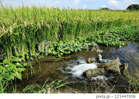 田圃に水を送る吐水口 田圃に水を送る吐水口 121447836