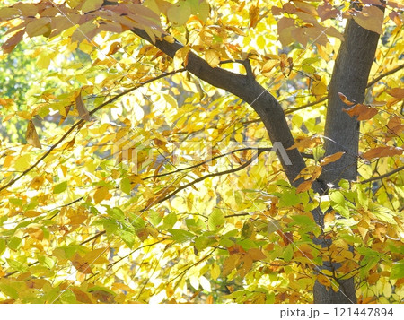 黄色に色づく木々 黄色に色づく木々 121447894