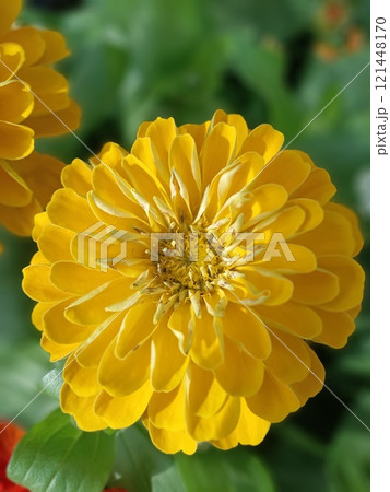 散歩中に見つけた花 散歩中に見つけた花 121448170