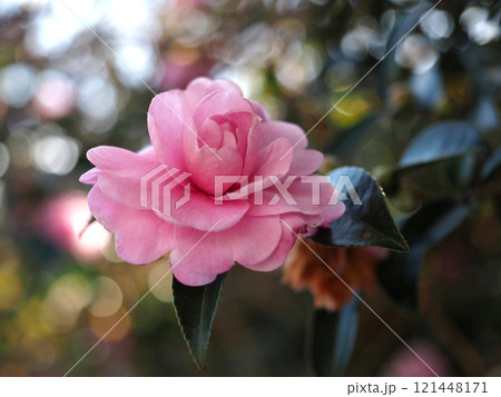 ピンクのサザンカの花のクローズアップ（日かげに咲いた乙女山茶花） 121448171