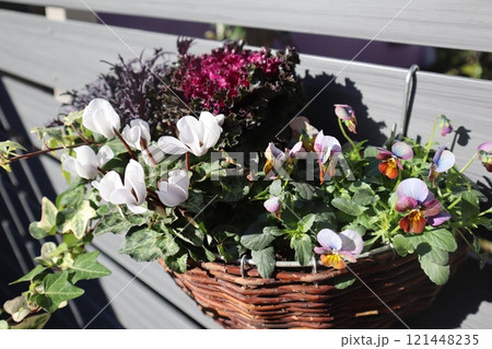 冬の花のハンギング 121448235