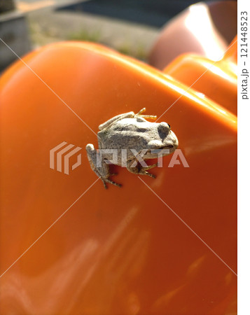 くつろぐカエル 121448523