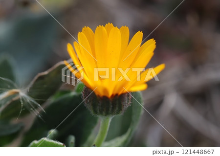 冬の庭に咲くヒメキンセンカ(冬知らず)のオレンジ色の小さい花 冬の庭に咲くヒメキンセンカ(冬知らず)のオレンジ色の小さい花 121448667