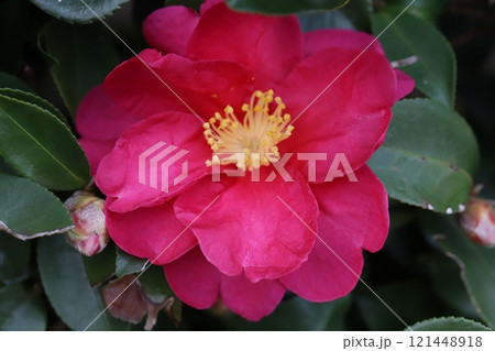 冬の庭に咲く濃いピンク色の椿の花 冬の庭に咲く濃いピンク色の椿の花 121448918