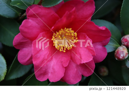 冬の庭に咲く濃いピンク色の椿の花 冬の庭に咲く濃いピンク色の椿の花 121448920