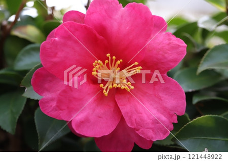 冬の庭に咲く濃いピンク色の椿の花 121448922