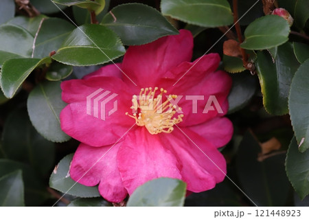 冬の庭に咲く濃いピンク色の椿の花 121448923