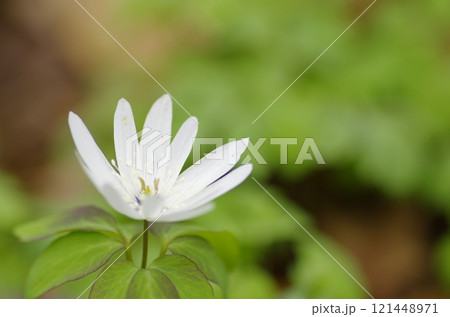 みかも山に咲くアズマイチゲの花 みかも山に咲くアズマイチゲの花 121448971