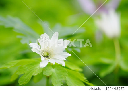 みかも山に咲くアズマイチゲの花 みかも山に咲くアズマイチゲの花 121448972