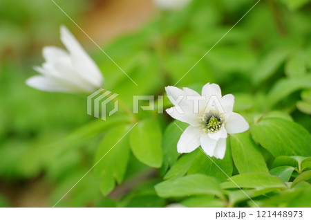 みかも山に咲くアズマイチゲの花 みかも山に咲くアズマイチゲの花 121448973