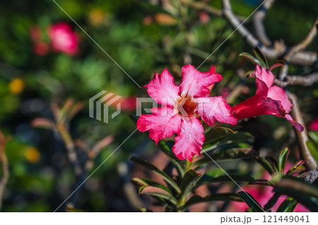 red blooming adenium flower on bush in summer in Asia in Vietnam red blooming adenium flower on bush in summer in Asia in Vietnam 121449041