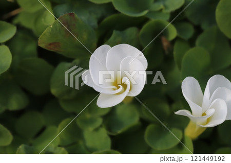 冬の庭に咲く白いハナカタバミの花 冬の庭に咲く白いハナカタバミの花 121449192