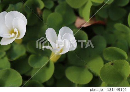 冬の庭に咲く白いハナカタバミの花 冬の庭に咲く白いハナカタバミの花 121449193