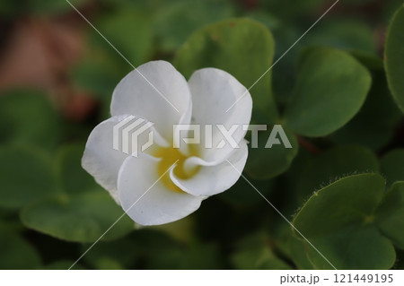 冬の庭に咲く白いハナカタバミの花 冬の庭に咲く白いハナカタバミの花 121449195