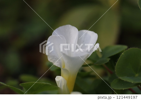 冬の庭に咲く白いハナカタバミの花 121449197