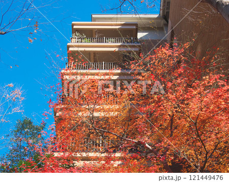 紅葉に包まれる広尾の高級マンション 都市景観(2024年12月) 紅葉に包まれる広尾の高級マンション 都市景観(2024年12月) 121449476