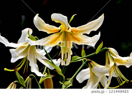 ユリ 淡雪 121449483