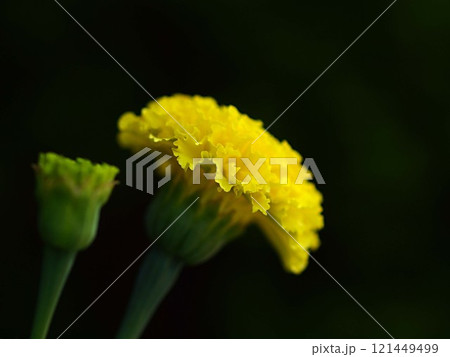 マリーゴールドの花とコピースペース 121449499