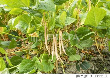 Close-up of adzuki pods growing in the farmland of Wandan, Pingtung, Taiwan. Close-up of adzuki pods growing in the farmland of Wandan, Pingtung, Taiwan. 121449505