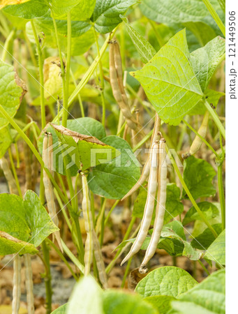 Close-up of adzuki pods growing in the farmland of Wandan, Pingtung, Taiwan. 121449506