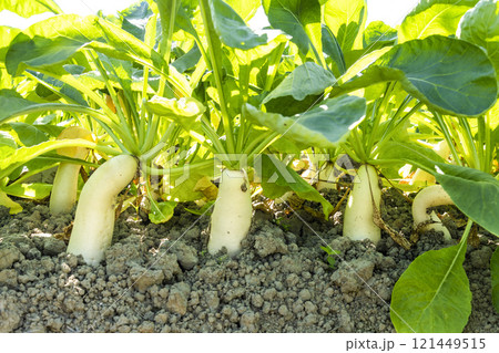 Close-up of ripe White Jade Radishes are growing in the fields in Meinong of Kaohsiung, Taiwan. Close-up of ripe White Jade Radishes are growing in the fields in Meinong of Kaohsiung, Taiwan. 121449515