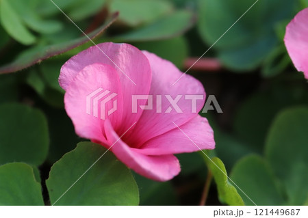 冬の庭に咲くピンク色のハナカタバミの花 121449687