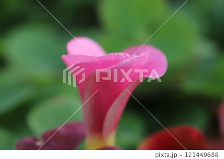 冬の庭に咲くピンク色のハナカタバミの花 冬の庭に咲くピンク色のハナカタバミの花 121449688