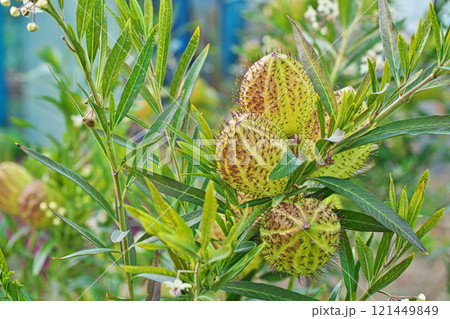 冬のフウセントウワタの実(冬、十二月) 冬のフウセントウワタの実(冬、十二月) 121449849