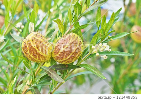 冬のフウセントウワタの実(冬、十二月) 冬のフウセントウワタの実(冬、十二月) 121449855