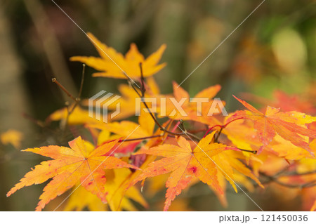 紅葉のもみじ 紅葉のもみじ 121450036