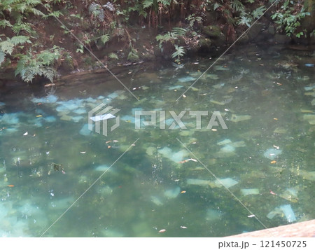 八岐大蛇の神話と縁結びの八重垣神社、奥の院の佐久佐女の森、大杉の跡の占いをする鏡の池、島根県松江市 121450725