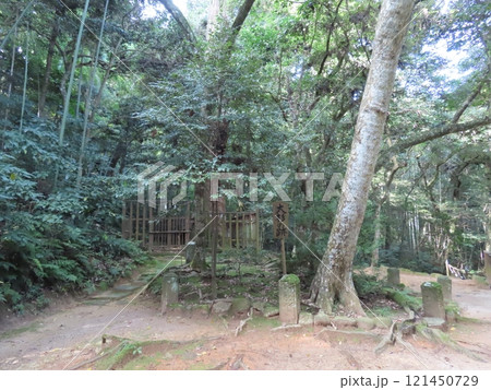 八岐大蛇の神話と縁結びの八重垣神社、奥の院の佐久佐女の森、大杉の跡、島根県松江市 八岐大蛇の神話と縁結びの八重垣神社、奥の院の佐久佐女の森、大杉の跡、島根県松江市 121450729